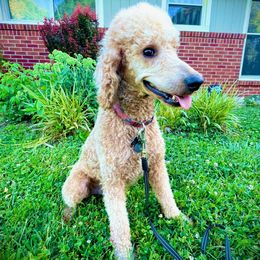 Poodle puppies from Lovely Little Poodles