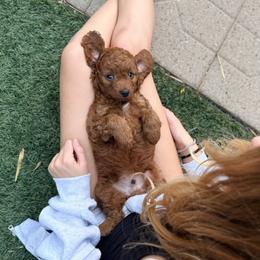 Cavapoo Puppies from Patriot Pups Cavapoos