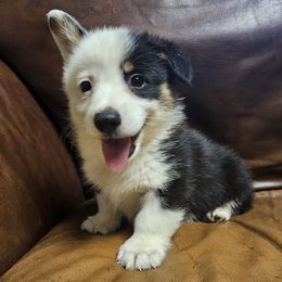 Thrasher - Black and tan male Pembroke Welsh Corgi puppy in Castle Rock, Washington from Heckman Corgis