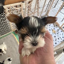 Girl 2 - Black tan and white female Biewer Terrier puppy in Kerhonkson, New York from Arc-en-Ciel Biewers & Maltese