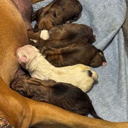 FIFTH PICK OF THE LITTER - Fawn female Boxer puppy in Madras, Oregon from BnT Boxers