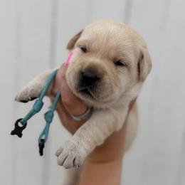 Light Blue - Yellow female Labrador Retriever puppy in At Henry, Ohio from Hickory Creek Labs