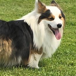 Thor - Pembroke Welsh Corgi