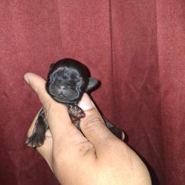 Girl 1 - Sable female Shih Tzu puppy in Birmingham, Alabama from K&D kennels