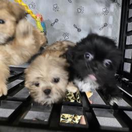 Shih Tzu Puppies from Borderland's Kennel