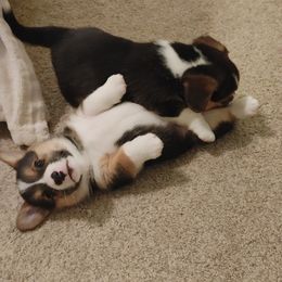 Pembroke Welsh Corgi puppies from Family Corgis
