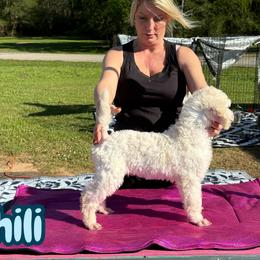 Chili - White male Poodle puppy in Tallahassee, Florida from Brivali Poodles