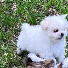 Shichon and Shih Tzu Puppies from Angie’s Teddy Bear Puppies Minnesota
