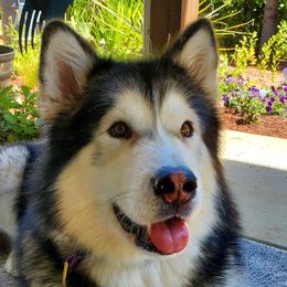 Renka - Alaskan Malamute