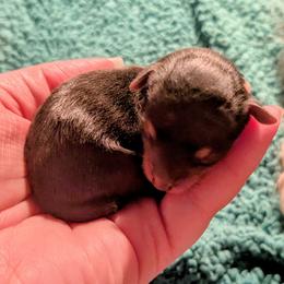 BabyGirl 1 - Black and tan female Yorkshire Terrier puppy in Odenville, Alabama from Yorkie Prints