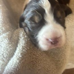 English Springer Spaniel Puppies from Gunner Spaniel