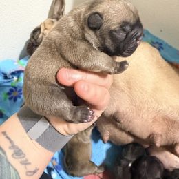 Fawn boy 1 - Fawn and white male French Bulldog puppy in Washington, Pennsylvania from Crooked Pine French Bulldogs