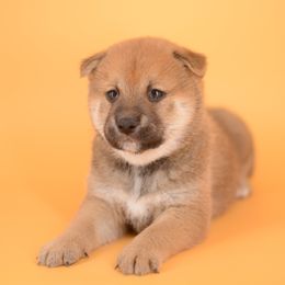 Hefley -FULL REGISTRATION INCLUDED- - Sesame male Shiba Inu puppy in Neosho, Missouri from Kenny Cave K9s