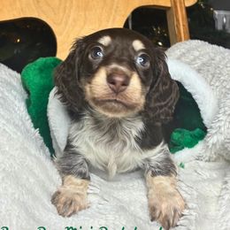 Spooky - Dapple male Dachshund puppy in Noble, Oklahoma from Marissa's Dachshunds (BooneDox Mini Dachshunds)