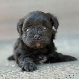 Denver - Black male Yorkipoo puppy in Lebanon, Kentucky from Mosaic Merle Doodles