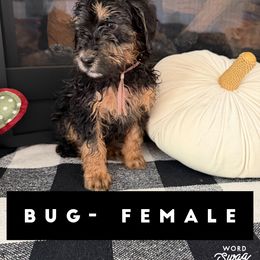 Girl 1 - female Bernedoodle puppy in Apple Valley, California from Doodle Dealers