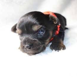 Unit - 1875 - Black and tan male Yorkshire Terrier puppy in Sonora, Kentucky from Maple Hill Miniature Dachshunds