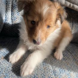 Betty (Female 2) - Sable and white female Shetland Sheepdog puppy in Chambersburg, Pennsylvania from Clark Kennel Shelties