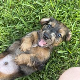 Dachshund Puppies from Cajun Coast Dachshunds