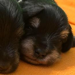 Abner - Black and silver male Miniature Schnauzer puppy in Woodburn, Kentucky from Southern Kentucky Schnauzers