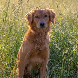 The Dogstead's Duchess Maple Rose - Golden Retriever