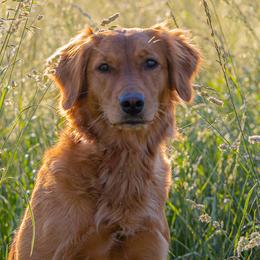 The Dogstead's Duchess Maple Rose - Golden Retriever