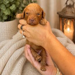 Lennox - Apricot male Cavapoo puppy in Yuciapa, California from AlltheDoodlez_