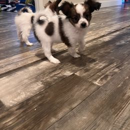 Girl 2 - White and sable female Papillon puppy in Carlsbad, New Mexico from Champagne Posh Papillons