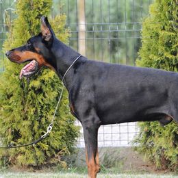 Doberman Pinschers from Storm Cloud Doberman