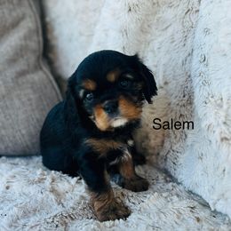 Salem - Black and tan female Cavalier King Charles Spaniel puppy in Temecula, California from McKenna Cavaliers in Southern California