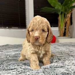 Fin - Buff male Cockapoo puppy in Queens, New York from The 2 Musketeers_Cockapoos
