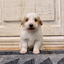 White and Red Bicolor 1 - Red male Bernedoodle puppy in Brooksville, Florida from Kruger Doodles