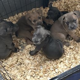Boy 4 - Gray Cane Corso puppy in Waldorf, Maryland from Myles High Dog Club