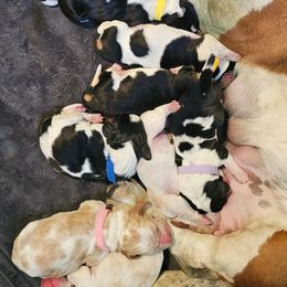 Girl 9 - Black brown and white female Basset Hound puppy in Greenleaf, Idaho from Happy Acre Bassets