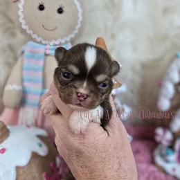 Cratchit - Chocolate and white male Chihuahua puppy in Piqua, Kansas from Cute As A Cupcake Chihuahuas
