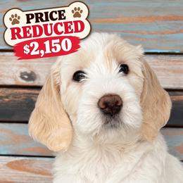 Sunshine - Cream female Goldendoodle puppy in Frostproof, Florida from Lover Dover Doodles