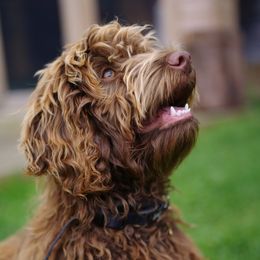 Kellie - Aussiedoodle