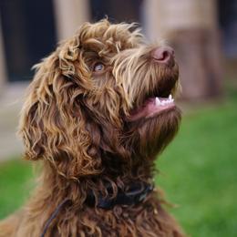 Kellie - Aussiedoodle