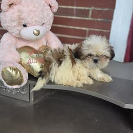 Shih Tzu Puppies from Aliah puppy boutique