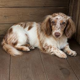 Racey - Dachshund