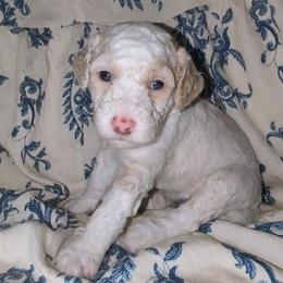 Luna - White female Sheepadoodle puppy in Austin, Texas from Darling Doodles