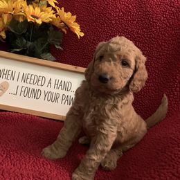 Goldendoodle Puppies from Goldendoodlefamily