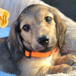 Rigatoni - Cream male Dachshund puppy in Parma, Idaho from Terracane Dachshunds & Sunwell Golden Retrievers