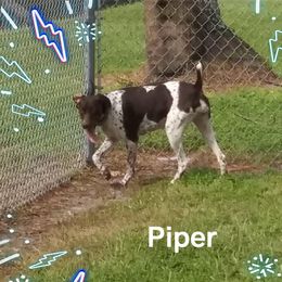 PIPER - German Shorthaired Pointer
