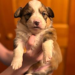 Cinderella - Fawn female Pembroke Welsh Corgi puppy in Ghent, New York from Trowbridge Corgis