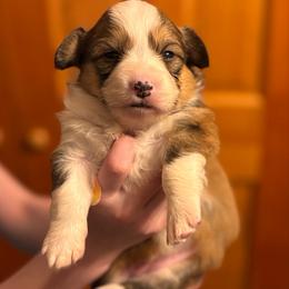 Cinderella - Fawn female Pembroke Welsh Corgi puppy in Ghent, New York from Trowbridge Corgis