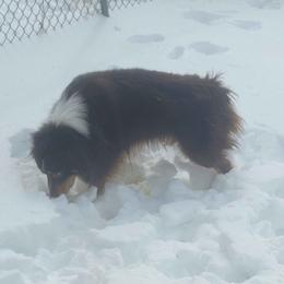 Australian Shepherd puppies from Ramos Standards
