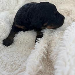 Nova - Phantom female Bernedoodle puppy in Gilbert, Arizona from LittleLegacyDoodles