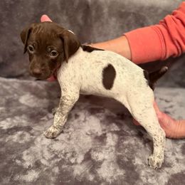 Lucy (Girl 6 - Light Blue) - Liver roan female German Shorthaired Pointer puppy in Keller, Texas from Jerri Ford