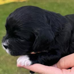 Harrison (Boy 1) - Black male Cavapoo puppy in Locust Grove, Georgia from Southern Charm Cavapoos